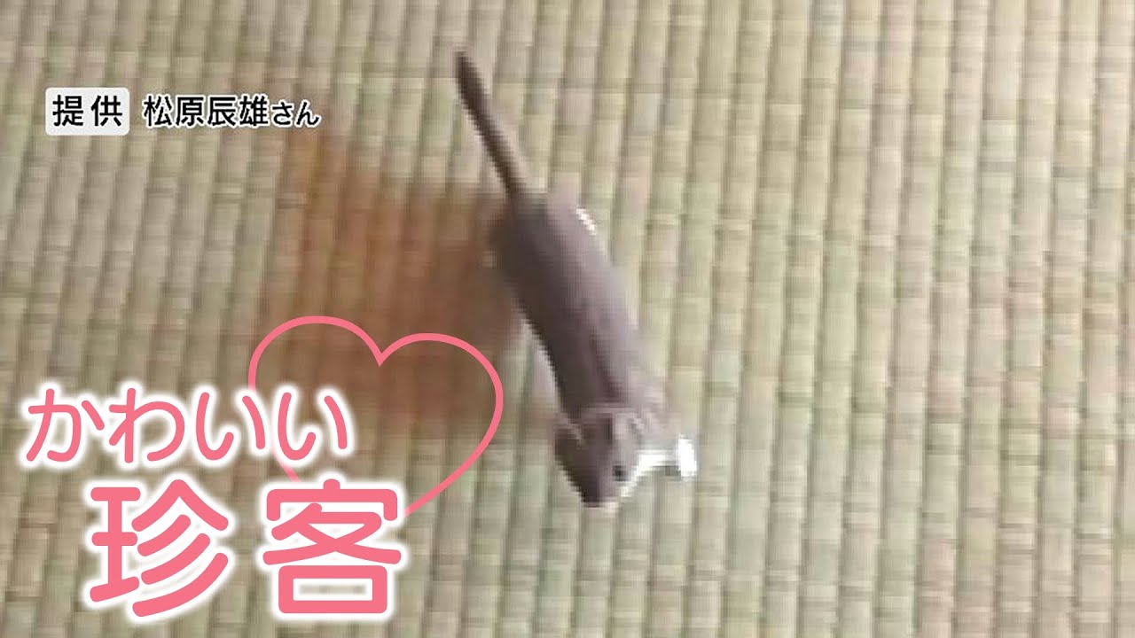 かわいい！人懐こい「オコジョ」　標高2760メートルの山小屋に珍客「コタツで寝ていたら胸の上に」