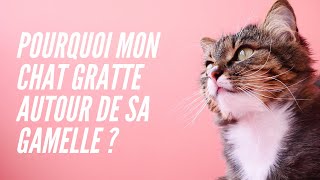 Pourquoi Mon Chat Gratte Autour De Sa Gamelle Youtube Pourquoi Mon Chat Gratte Autour De Sa Gamelle Youtube