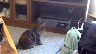 Cat attacks DVD player