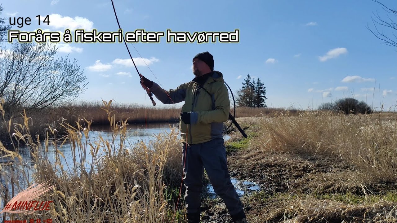 Forårs Å fiskeri efter Havørred - update fra Minflue.dk uge 14
