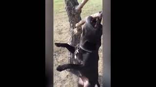 funniest dogs and cats videos -23 best funny animal videos 2022  V.395 #bestof2022 #funnycatvideos