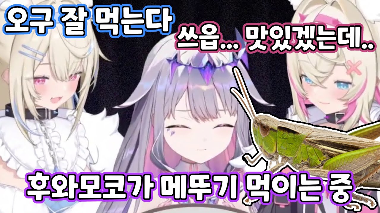 비부 입안으로 메뚜기가 쏘옥~ 욤뇸뇸~ 너무 맛있어라~ (후와모코는 행복하다)