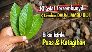 Rahasia 3 Lembar DAUN JAMBU BIJI UNTUK PRIA 🔥🔥🔥