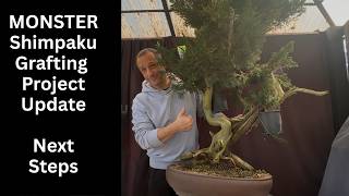 MONSTER Shimpaku grafting project update - Wiring and styling grafted branches