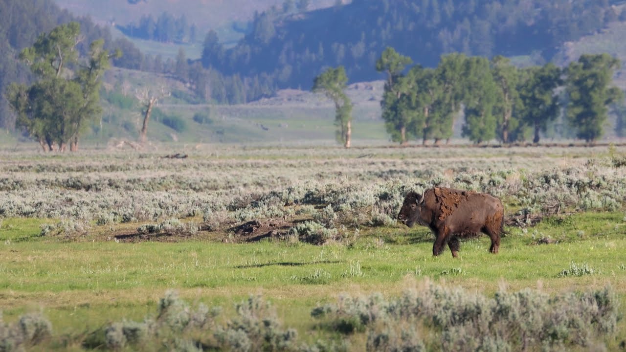 A Morning in Lamar Valley - Yellowstone NP: June 2021