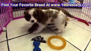 Cavalier King Charles Spaniel, Puppies, For, Sale, In, Meridian, Idaho, County, ID, Ada, Canyon, Bon