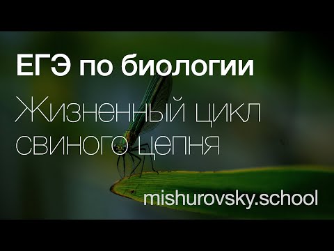 Жизненный цикл свиного цепня | Биология ЕГЭ