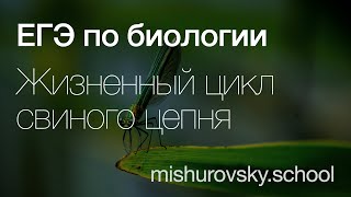 Жизненный цикл свиного цепня | Биология ЕГЭ