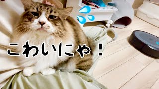 お掃除ロボットが怖くて膝の上に何度も避難する保護猫がかわいい♡まるとらぽこまる