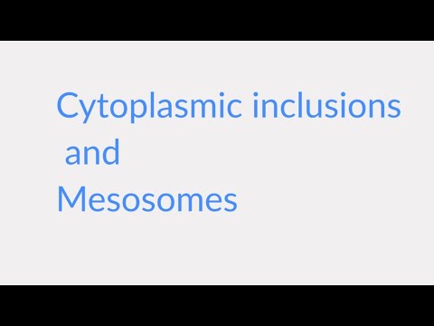 साइटोप्लाज्मिक समावेशन और मेसोसोम | कीटाणु-विज्ञान