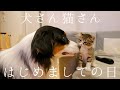 【カイルとキウイの初対面】猫さんにおふとんをかけてあげるの巻