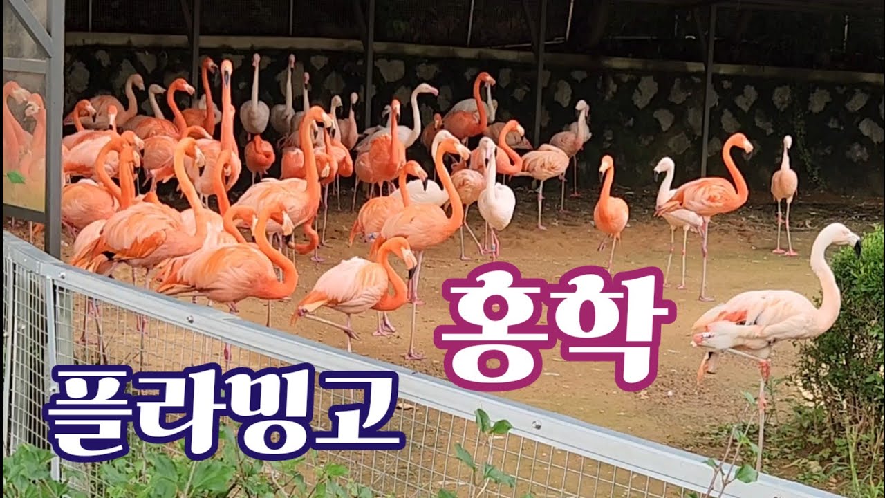 홍학(플라밍고) ~ 새끼 홍학은 크롭밀크라는 엄마 아빠 젖을 먹고 자란다고 합니다 - YouTube