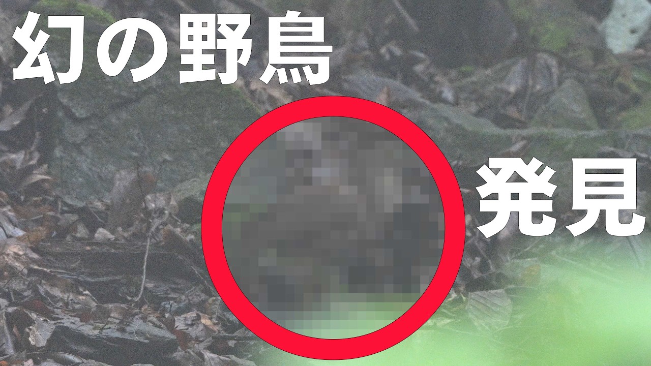 Birdwatching Video》 Discovery of a Rare Bird: The Ninja of the