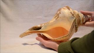 The largest sea snail shell in the world! Syrinx aruanus (Linnaeus, 1758), Australian trumpet