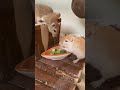 Feeding my gerbils salad 🥗🐹#gerbil #gerbils #salad #feeding