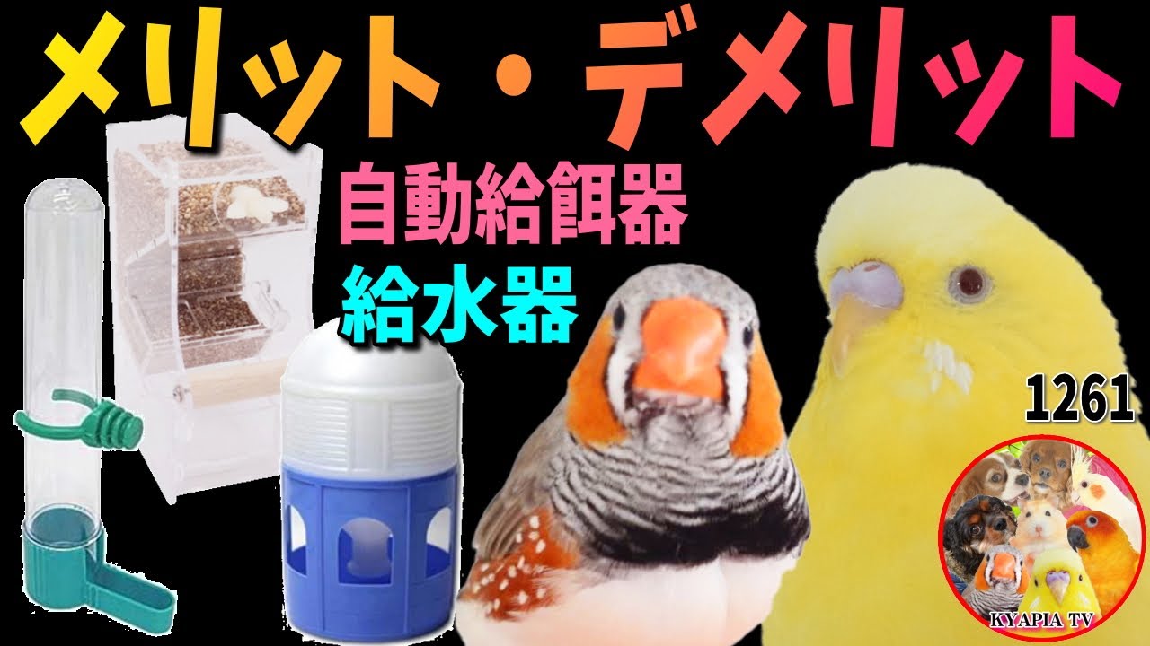 セキセイインコ きゃぴあてれび 公式サイト ページ 2
