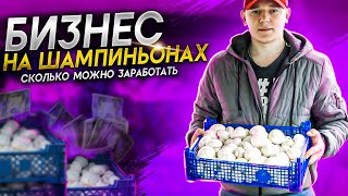 видео: Бизнес идея выращивание шампиньонов. СКОЛЬКО приносит выращивание грибов? картинка: Бизнес идея выращивание шампиньонов. СКОЛЬКО приносит выращивание грибов?