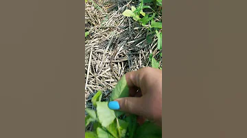 Дает ли ежевика корневую поросль?))
