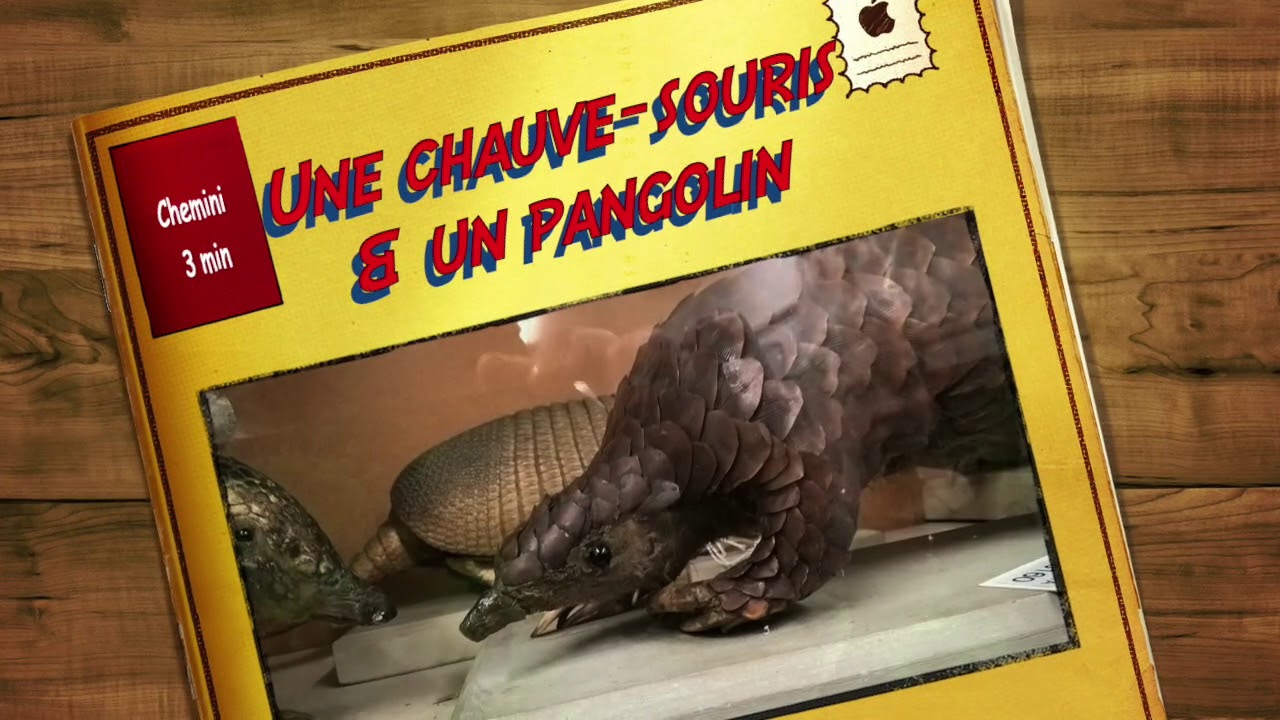 Une chauve-souris et un pangolin -Chemini
