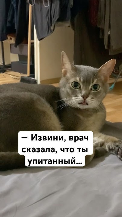 А как же курочковое 😿#котики #приколысживотными #рекомендации - YouTube