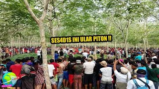 Innalillahi. !! CARA Ular Piton MEN9H4B1SI 3 Manusia di Sulawesi !! Semua Berakhir TR461S...