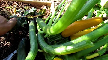Mid-Season Squash & Zucchini Care: Powdery Mildew, Sprays, Borers, Fertilizing, Squash Bugs & More