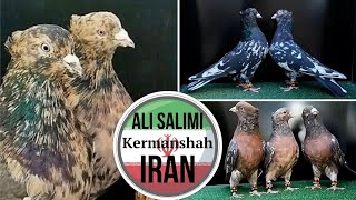 картинка: г. Керманшах, Иран | Мраморные голуби Али Салими | کبوتران علی سلیمی کرمانشاه