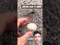hati hati jika kalian menemukan telur #cat #kucing #kucinglucu