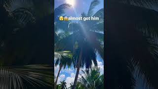 😱falling coconuts! Can be deadly, make sure not to stand underneath #shortvideo #coconut