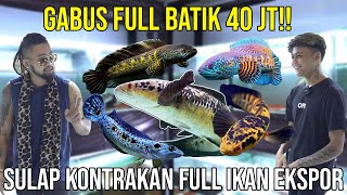 GABUS FULL BATIK 40JT!! SULAP KONTRAKAN FULL IKAN EKSPOR ARDI BOGO GALAK #KINGOFTHEJUNGLE