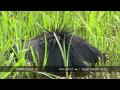 Nature's clever hunter: Egret uses 'umbrella' trick