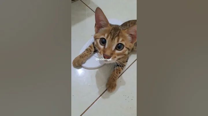 Video 8653721: bengalcat catlover kitten, cat kucing bengalcat, cat bengalcat funny kitten