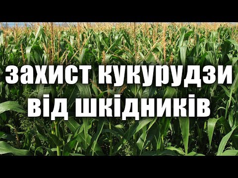 Захист кукурудзи від