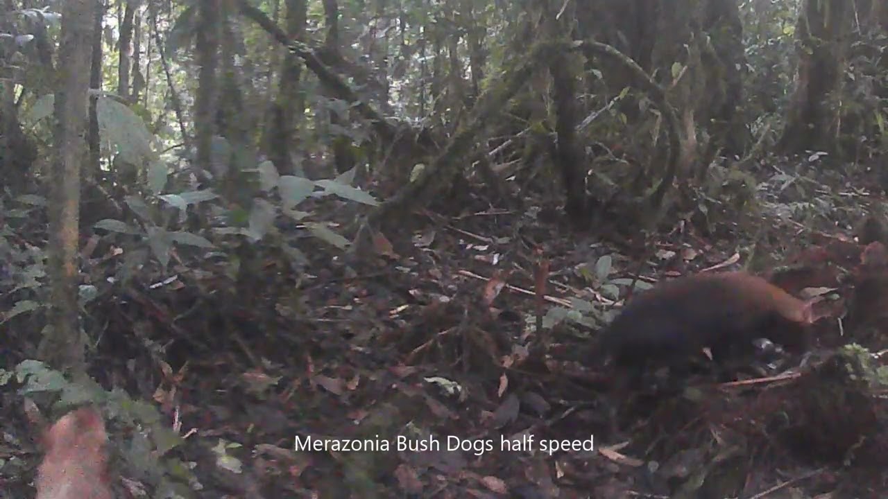 Regionally extinct species rediscovered: the bush dog Speothos venaticus in  Minas Gerais, south-eastern Brazil, Oryx