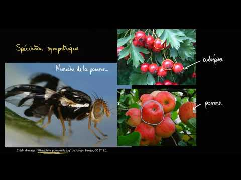 Vidéo: Quelles sont les principales causes de la spéciation ?