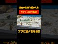 カブトエビ100匹を保護したフグに与えると..#shorts #アクアリウム #釣り #自然