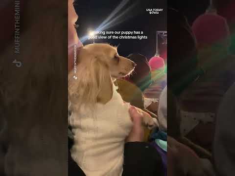 Holiday magic through your pet's eyes (and paws)