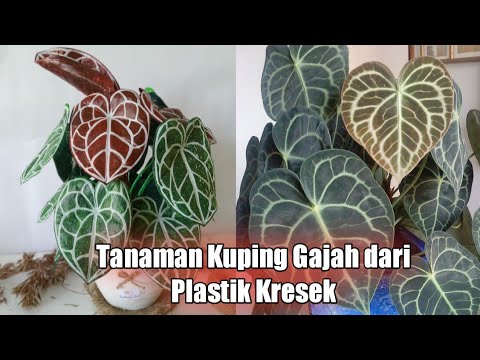 tanaman kuping gajah dari plastik kresek #bungakresek