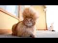 Cats you will remember and laugh all day  worlds funniest cats