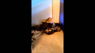 4 week old little kittens crave attention from Mama by Tina Mellone 117 views 10 years ago 15 seconds