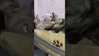 #кот #котики #кошка #devonrex #sphynx #сфинкс #девонрекс #devonrexcat #cat #moscow