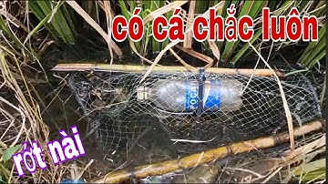 Thăm Lờ Cá Lóc Chạy Thục Mạng Khi Thấy Cảnh Bầu Trời Như Thế Này # SĂN BẮT ĐỒNG THÁP #