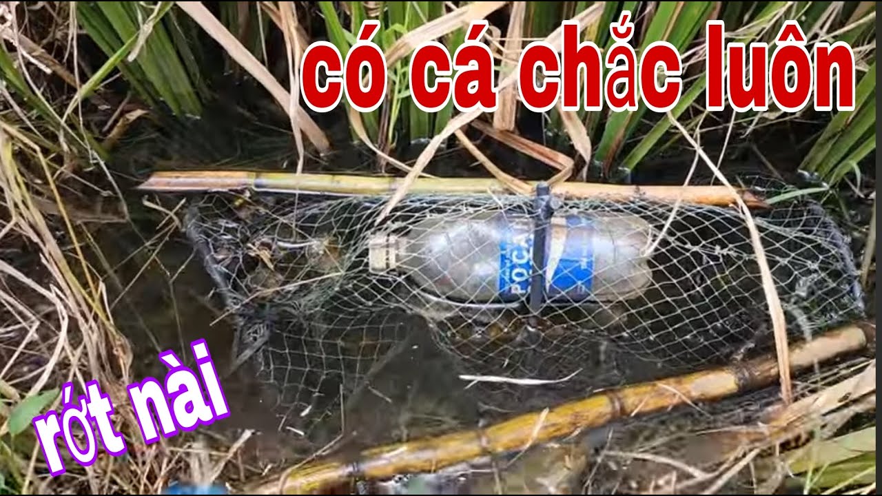 Thăm Lờ Cá Lóc Chạy Thục Mạng Khi Thấy Cảnh Bầu Trời Như Thế Này # SĂN BẮT ĐỒNG THÁP #