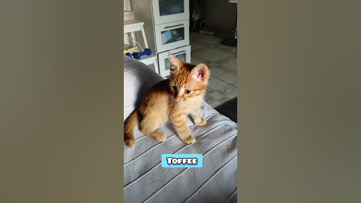 Kitten meowing/ Маукащо коте