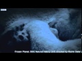 Frozen planet fake polar bear scene filmed inside a zoo