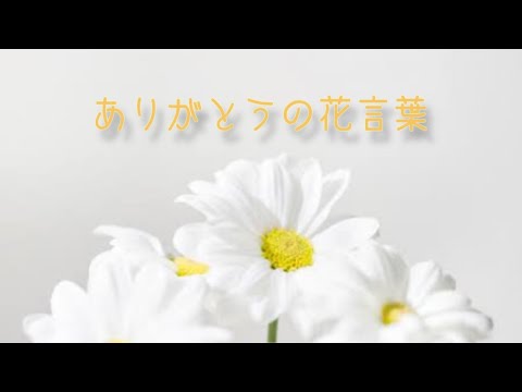 花言葉で感謝を伝える！間違えやすい3つのポイントと実際の体験談