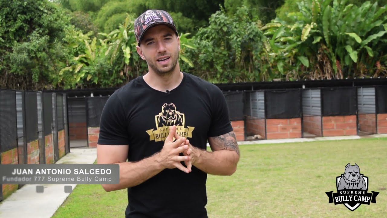 Conociendo el criadero – 777 Supreme Bully Camp | สังเคราะห์เนื้อหาที่สมบูรณ์ที่สุดเกี่ยวกับpugdee hotel