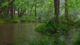 The beautiful little river is raining(205) , sleep, relax, meditate, study, work, ASMR