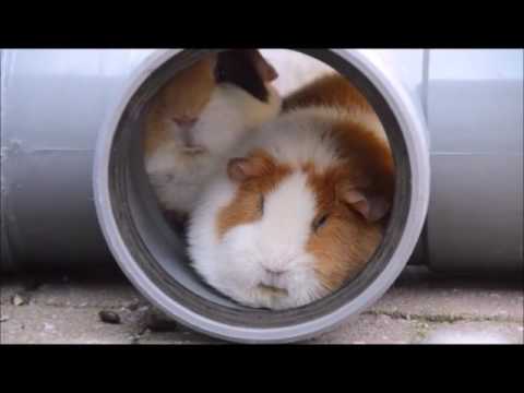guinea pigs playing