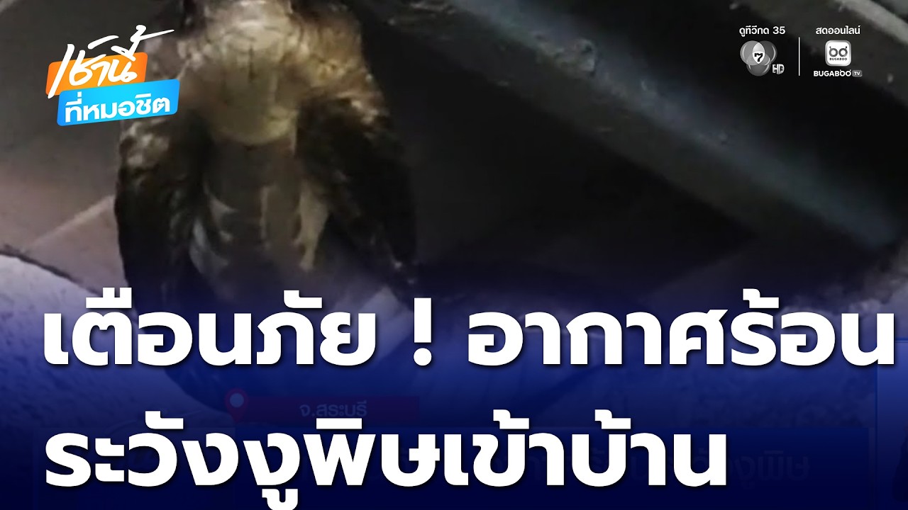 เตือนภัย ! อากาศร้อนระวังงูพิษ ชอบหลบร้อนเข้าบ้าน | เช้านี้ที่หมอชิต